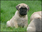 Puppies 6 weeks - Pennut 6 viikkoa