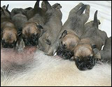 Ellu's puppies 1-3 weeks