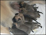Ellu's puppies 1-3 weeks