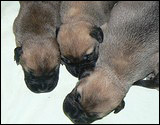 Ellu's puppies 1-3 weeks