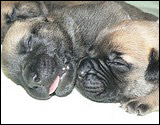Ellu's puppies 1-3 weeks