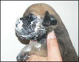 Ellu's puppies 1-3 weeks