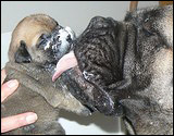 Ellu's puppies 1-3 weeks