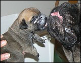 Ellu's puppies 1-3 weeks