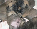 Ellu's puppies 1-3 weeks