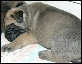 Ellu's puppies 1-3 weeks