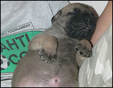 Ellu's puppies 1-3 weeks