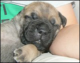 Ellu's puppies 1-3 weeks