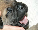 Ellu's puppies 1-3 weeks