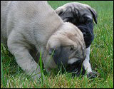 C-litter 5 weeks - C-pentue 5 viikkoa