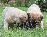 C-litter 5 weeks - C-pentue 5 viikkoa
