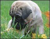 C-litter 5 weeks - C-pentue 5 viikkoa