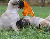 C-litter 5 weeks - C-pentue 5 viikkoa