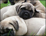 C-litter 5 weeks - C-pentue 5 viikkoa