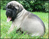 C-litter 5 weeks - C-pentue 5 viikkoa