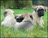 C-litter 5 weeks - C-pentue 5 viikkoa