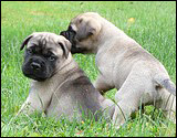 C-litter 5 weeks - C-pentue 5 viikkoa