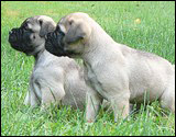 C-litter 5 weeks - C-pentue 5 viikkoa