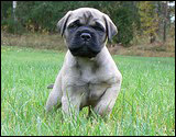 C-litter 5 weeks - C-pentue 5 viikkoa