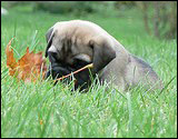 C-litter 5 weeks - C-pentue 5 viikkoa