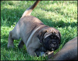at six weeks