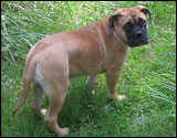 at twelve weeks