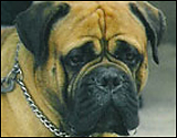 Bd's Kildare at three years