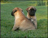 Puppies