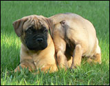 at six weeks