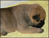 at three weeks