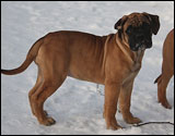 at eleven weeks