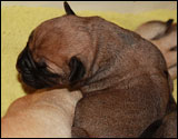 Mocca