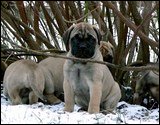 at six weeks