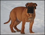at eleven weeks