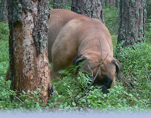 Welcome to our site - Tervetuloa sivuillemme