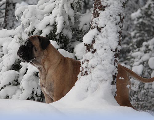 Welcome to our site - Tervetuloa sivuillemme