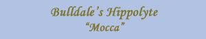 Bulldale's Hippolyte